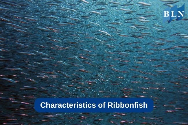 Characteristics of Ribbonfish